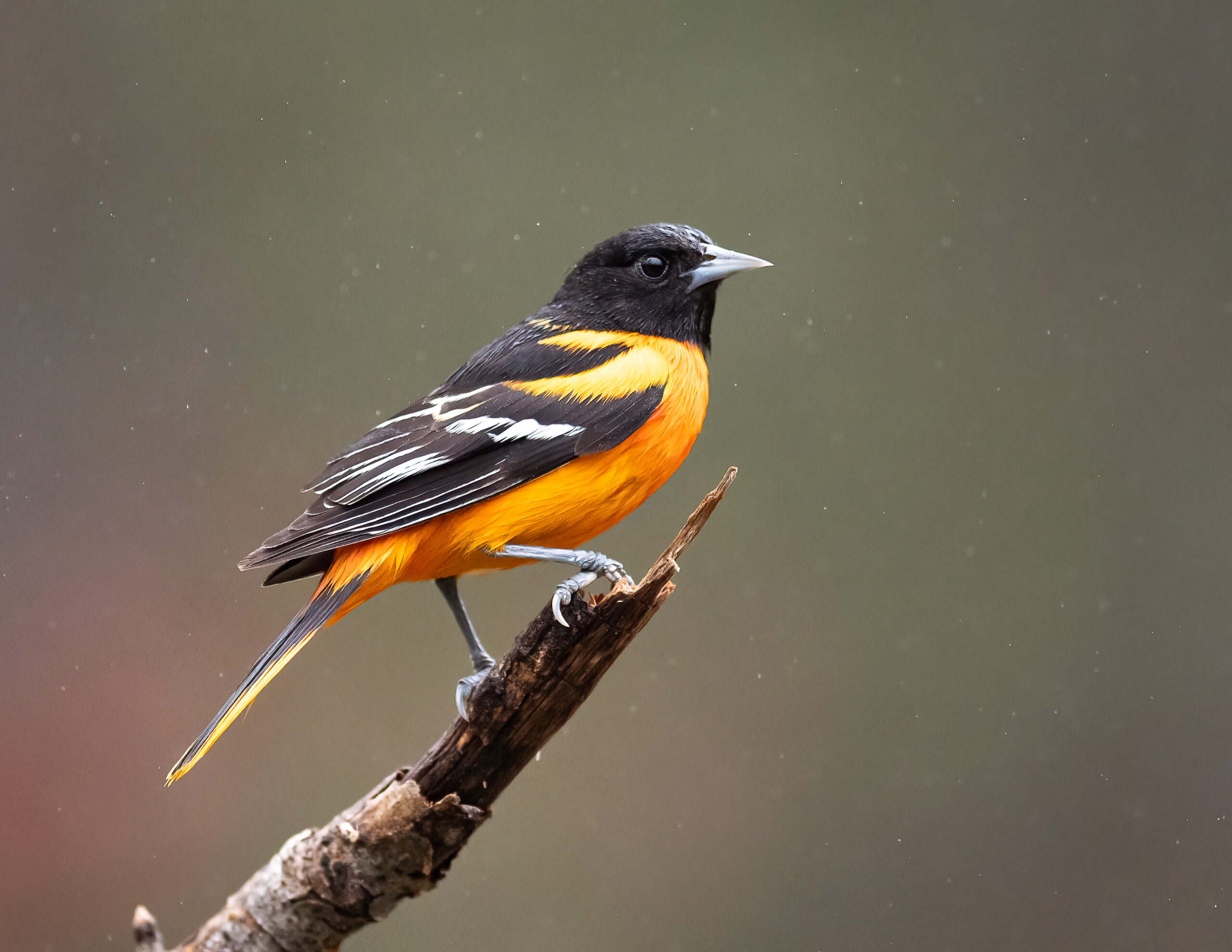 Orioles 101: What They Eat Where They Live and How To Attract Them