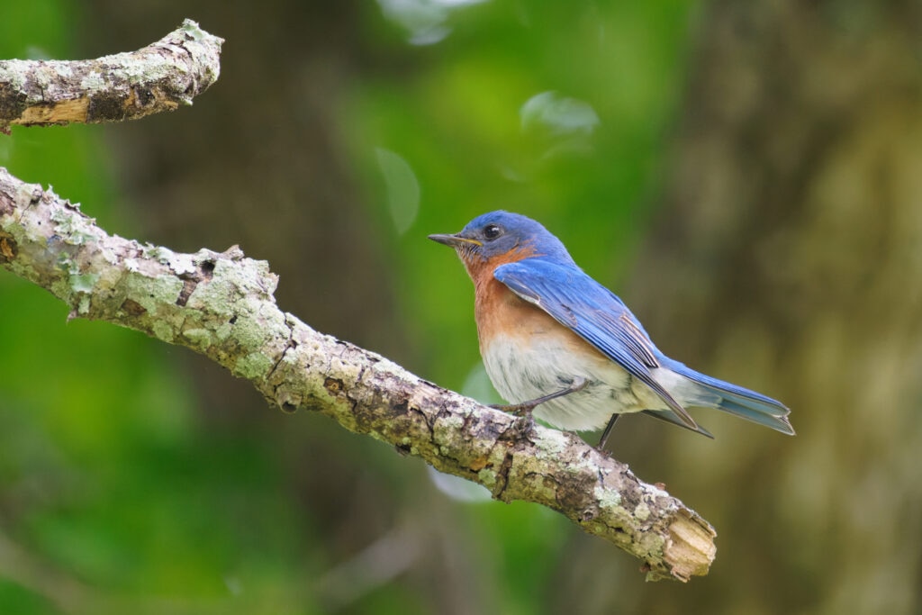 A male Eastern bluebird sits on a tree branch.