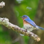 Meet the Bluebird, and Learn How To Help Them Thrive