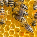 Best Types of Bees for First-Time Beekeepers