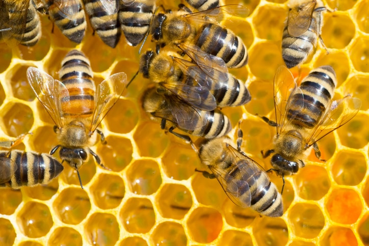 Honeybees in the hive.