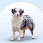 Miniature American Shepherd standing on an isolated blue background