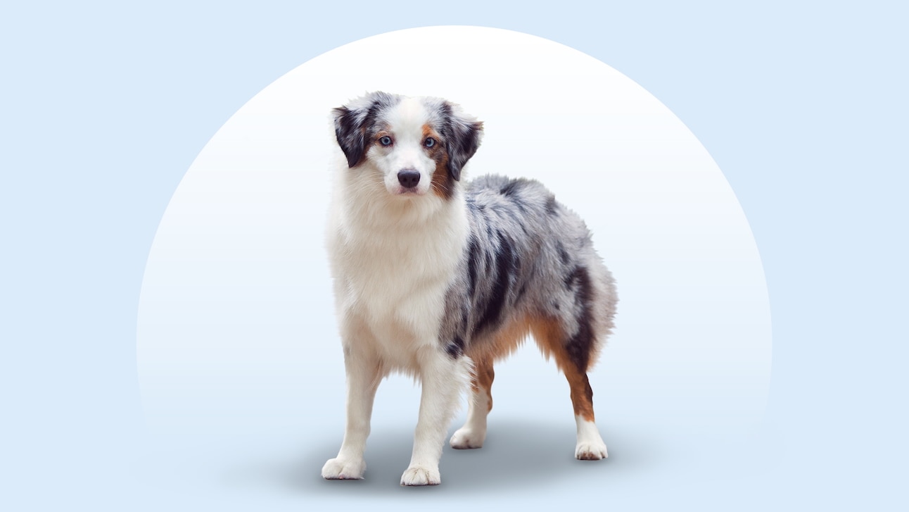 Miniature American Shepherd standing on an isolated blue background