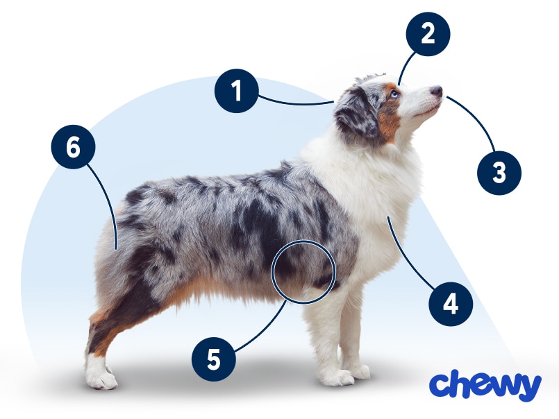 Photo of a Miniature American Shepherd