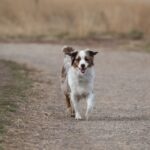 Miniature American Shepherd dog trotting down a gravel path
