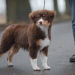 Brown Miniature American Shepherd on a walk
