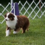Miniature Australian Shepherd in a show ring