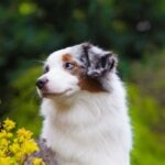close-up of a miniature american shepherd next to yellow flowers