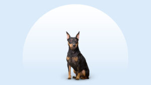 Miniature Pinscher