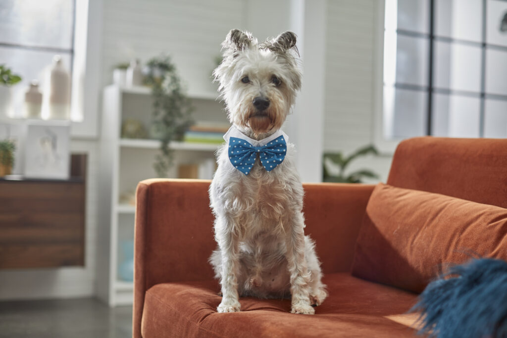 A senior dog sits on his family’s sofa wearing a blue bow tie with white polka dots.