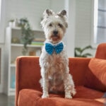 9 Physical Changes To Expect in Your Senior Dog