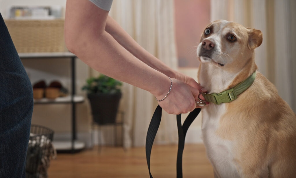 A medium-sized beige dog with one blue eye and one brown eye looks at the camera as his person attaches a leash to his green collar.