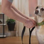 Why Is My Senior Dog Peeing in the House? Understanding Senior Dog Incontinence