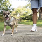 Why Is My Dog Losing Balance? How To Help a Wobbly Dog