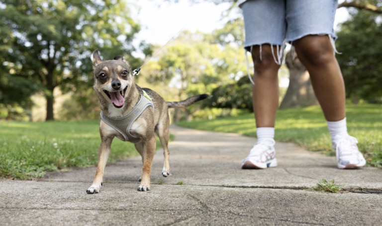 A brown and gray Chihuahua is out on a walk with his pet parent on a sidewalk in the park.