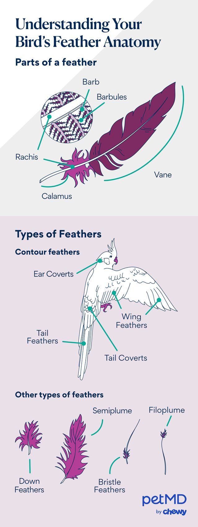 bird feather anatomy 