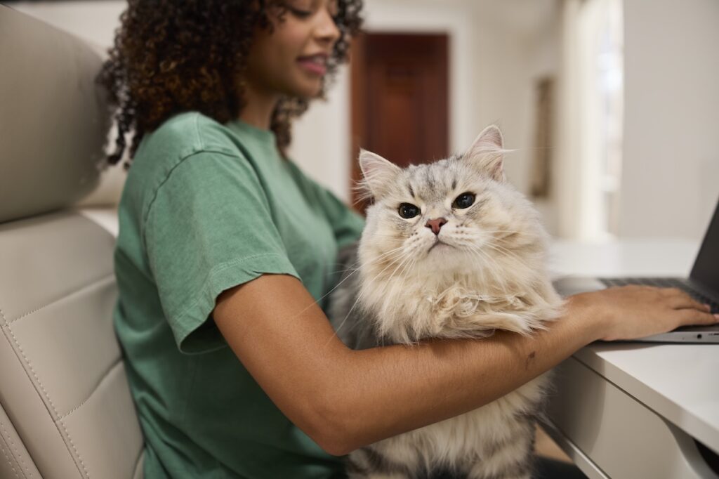 A silver Siberian cat, a hypoallergenic cat breed, sitting in a woman's lap as she works at a desk