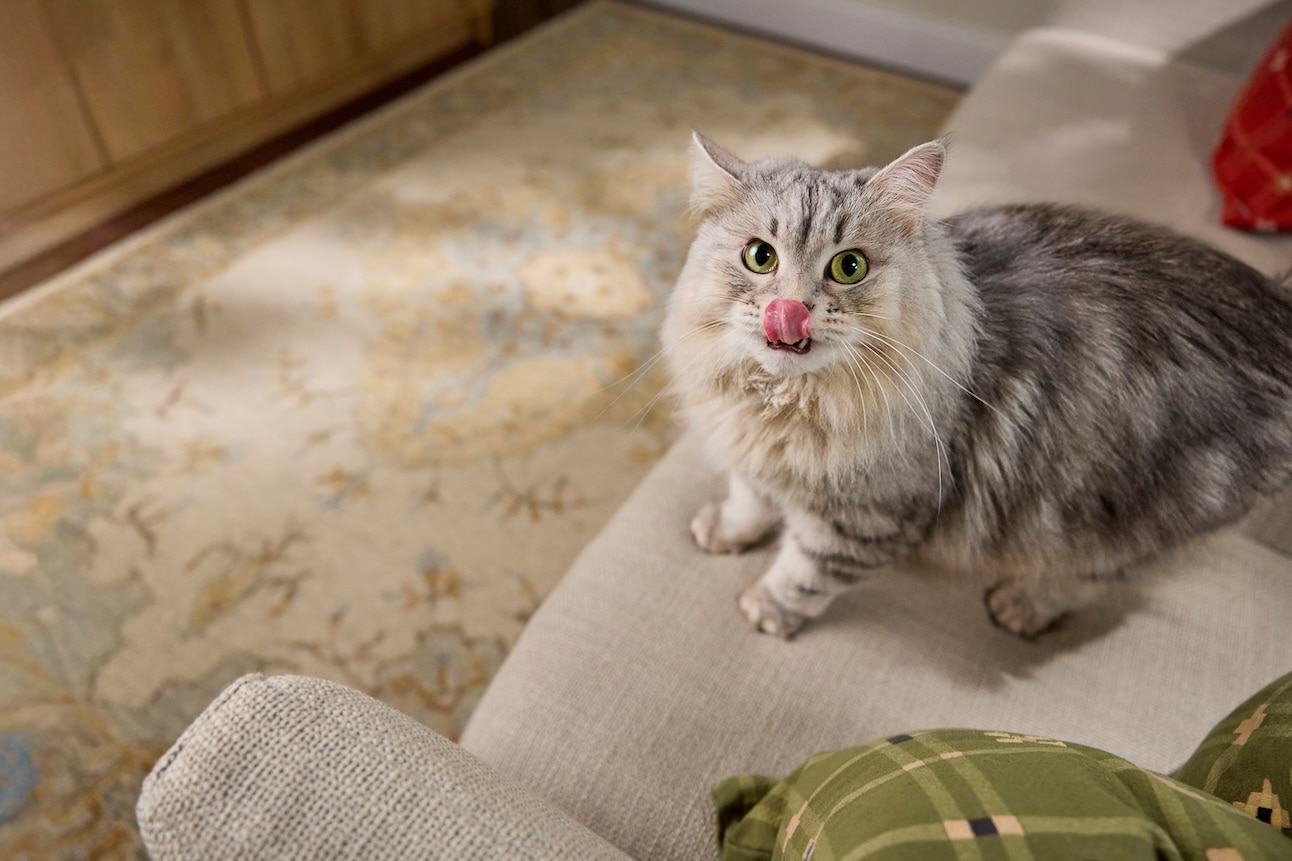A silver Siberian, a hypoallergenic cat, sitting on a couch