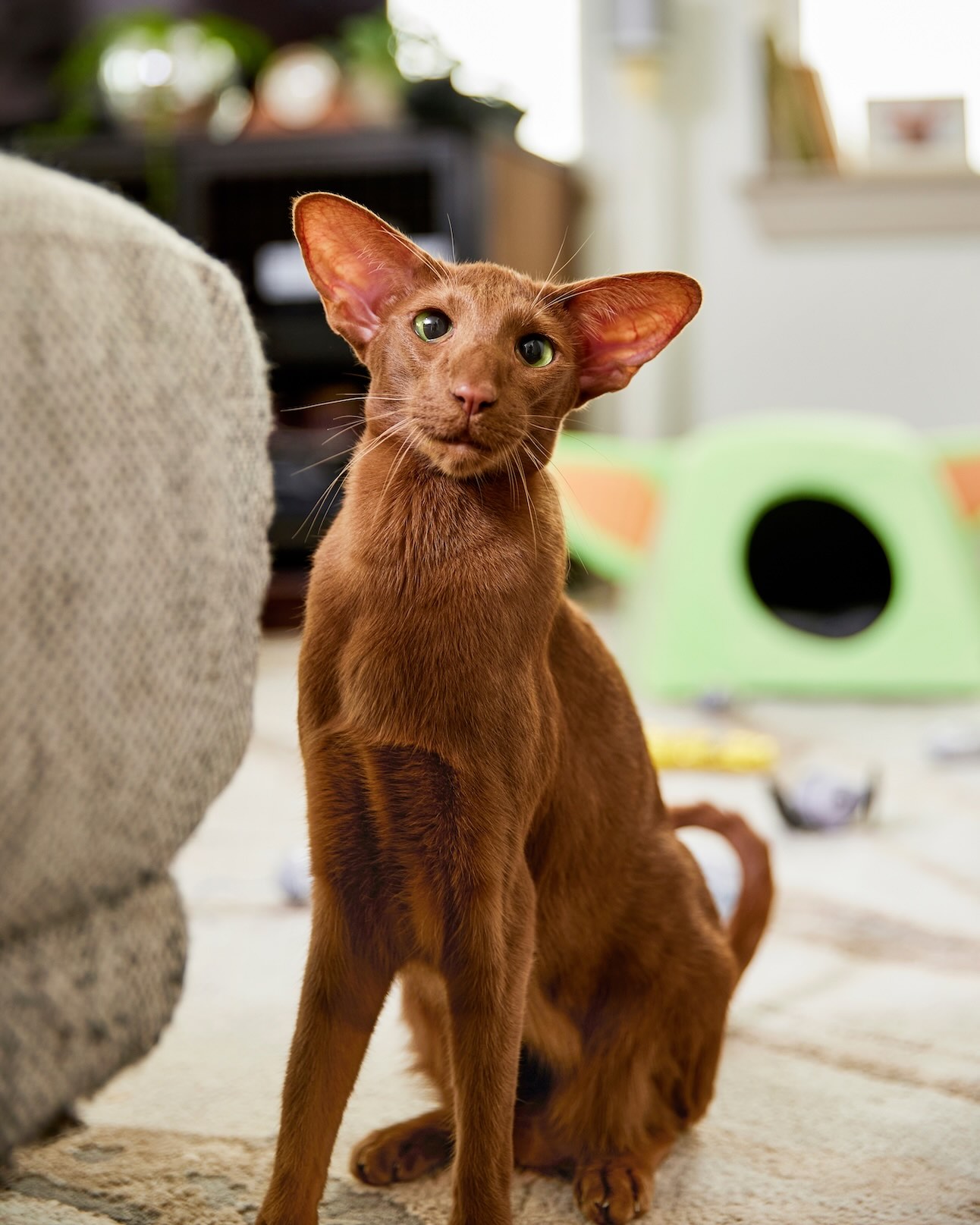 A brown Oriental Shorthair, a hypoallergenic cat breed, sitting and looking straight into the camera