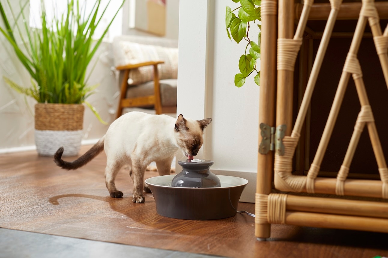 A hypoallergenic Siamese cat drinking from a water fountain