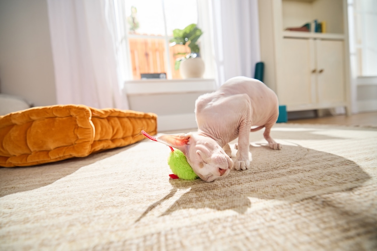 A pink Sphynx, a hypoallergenic cat breed, rubbing its head on a green toy mouse