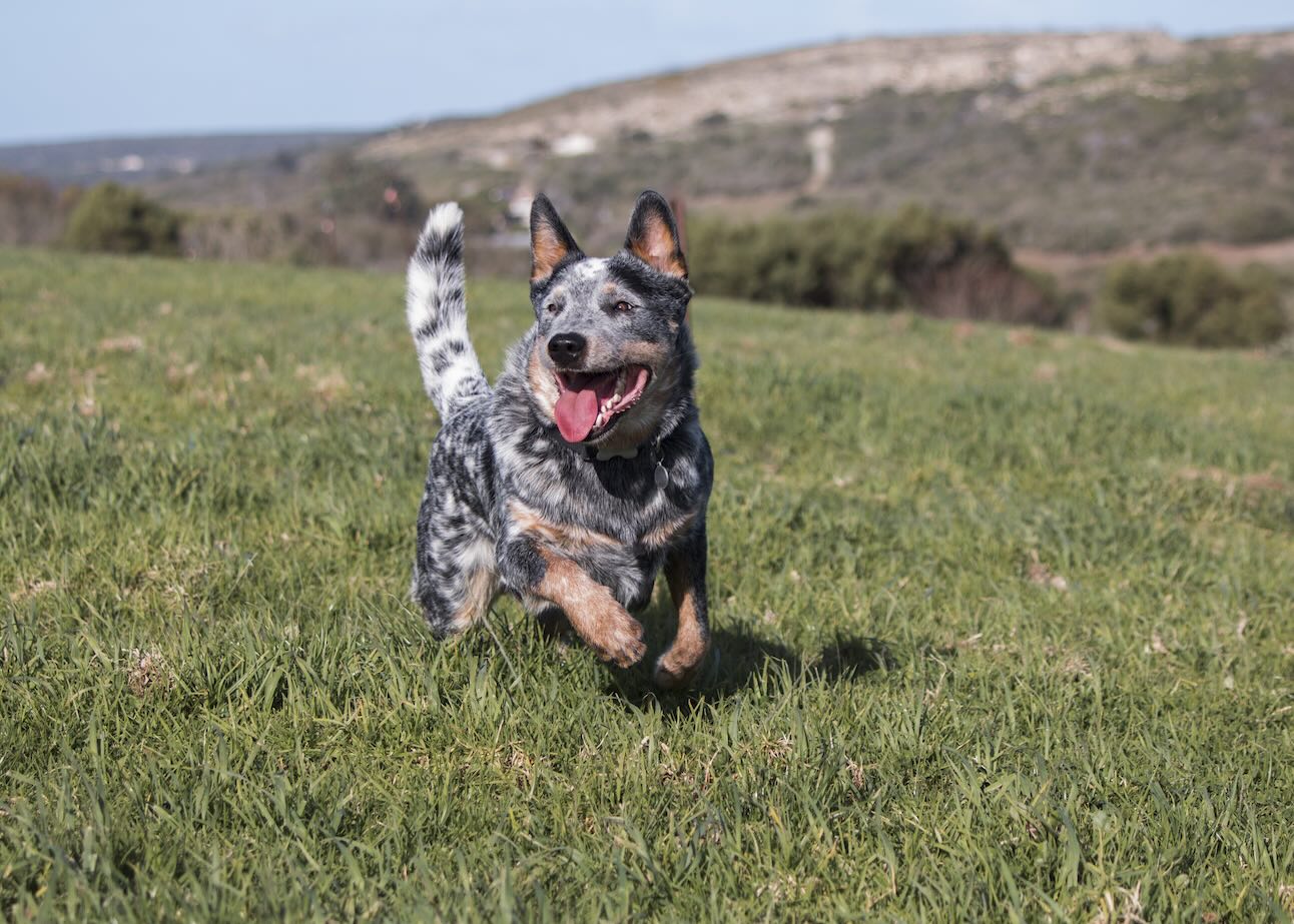 An Australian Cattle Dog, a medium dog breed, running through grass