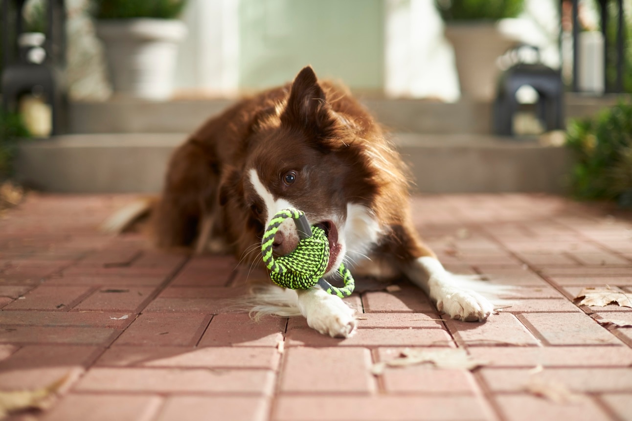 A brown and white Border Collie, a medium-sized dog breed, chewing on a chew toy