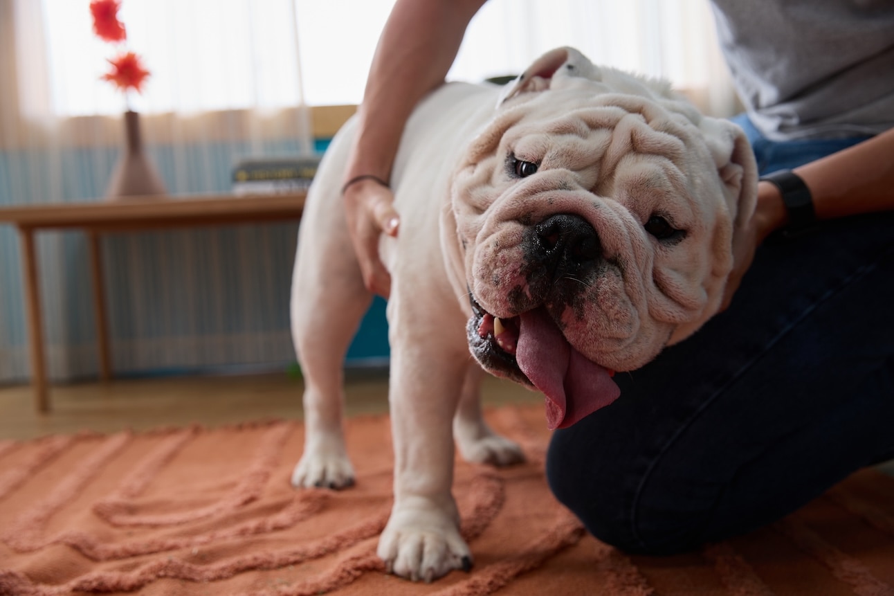 An English Bulldog, a medium-sized dog, leaning against a man's legs for pets