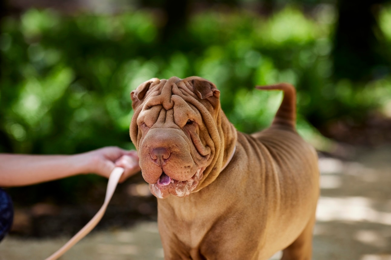 A Chinese Shar-Pei, a medium dog breed, on a walk