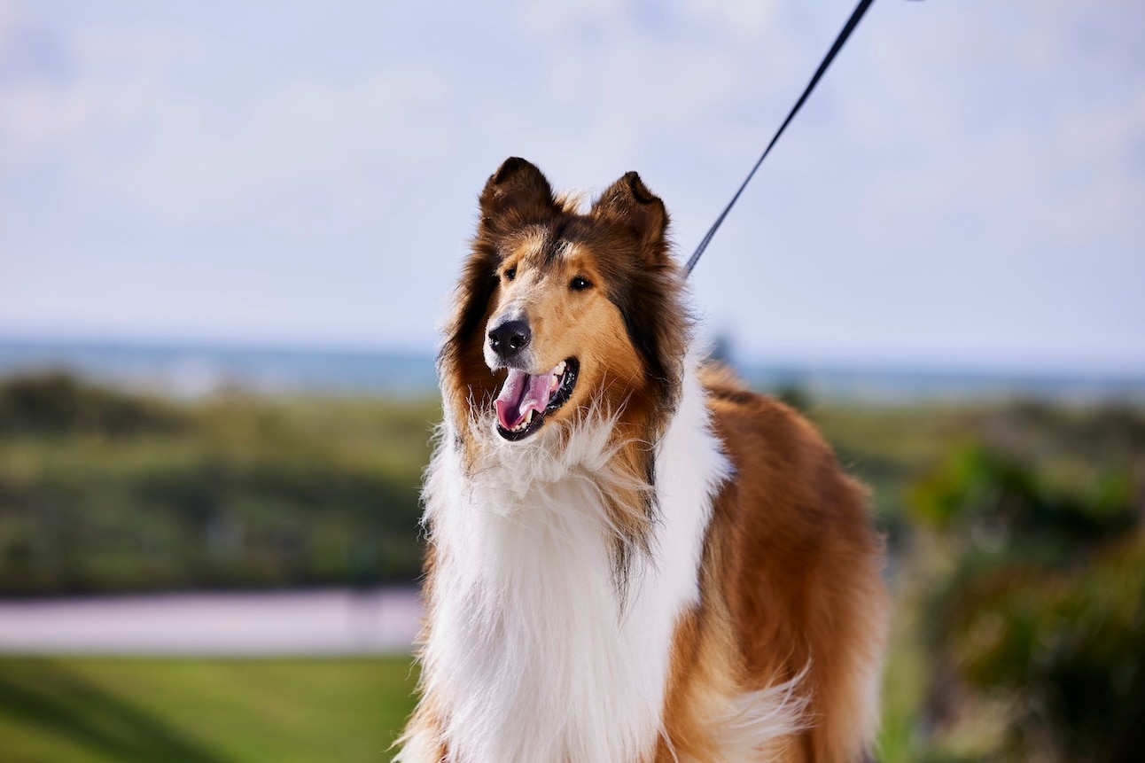 A rough collie, a medium dog breed, on a walk