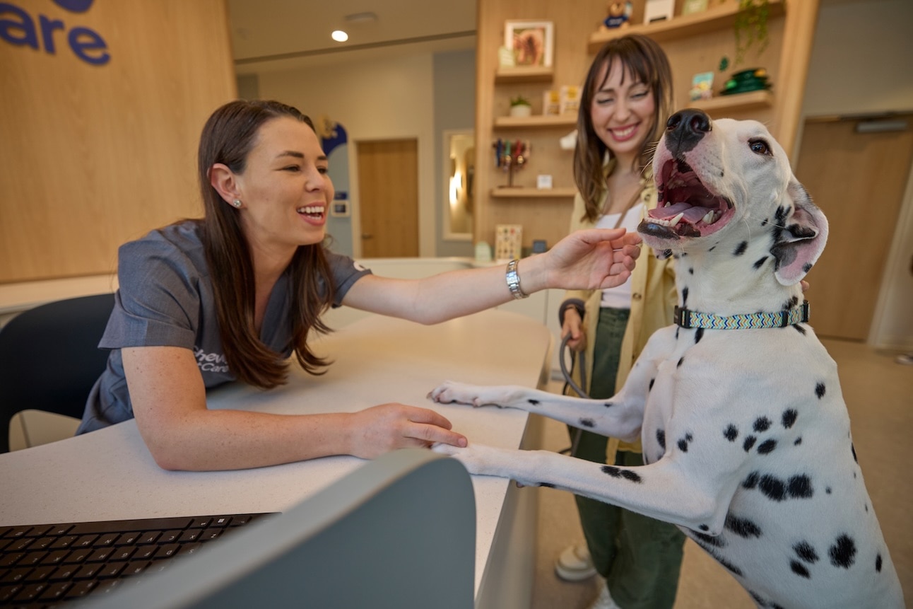A Dalmatian, a medium-sized dog breed, standing up against a Chewy Vet Care counter