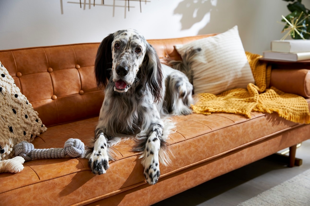 An English Setter, a medium-sized dog, lying on a burgundy couch