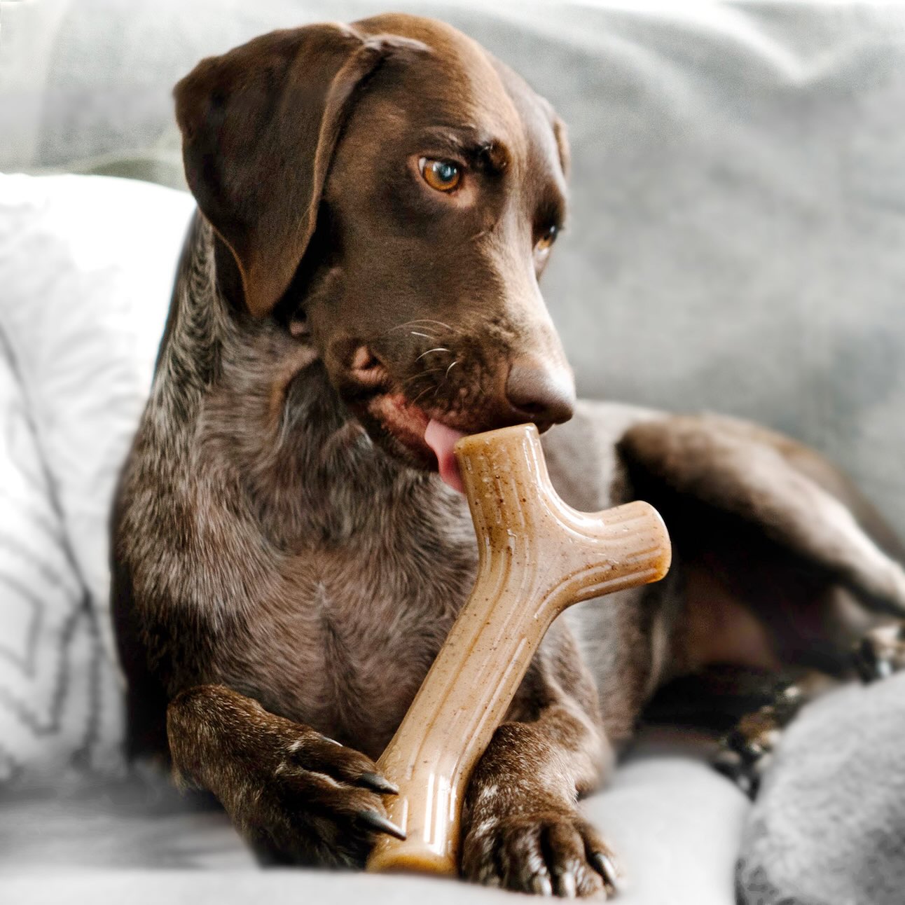 A German Shorthaired Pointer, a medium-sized dog, chewing on a chew toy