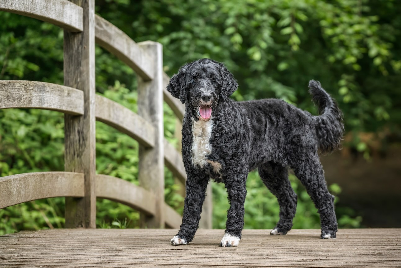 A Portuguese Water Dog, a medium-sized dog, standing on a bridge