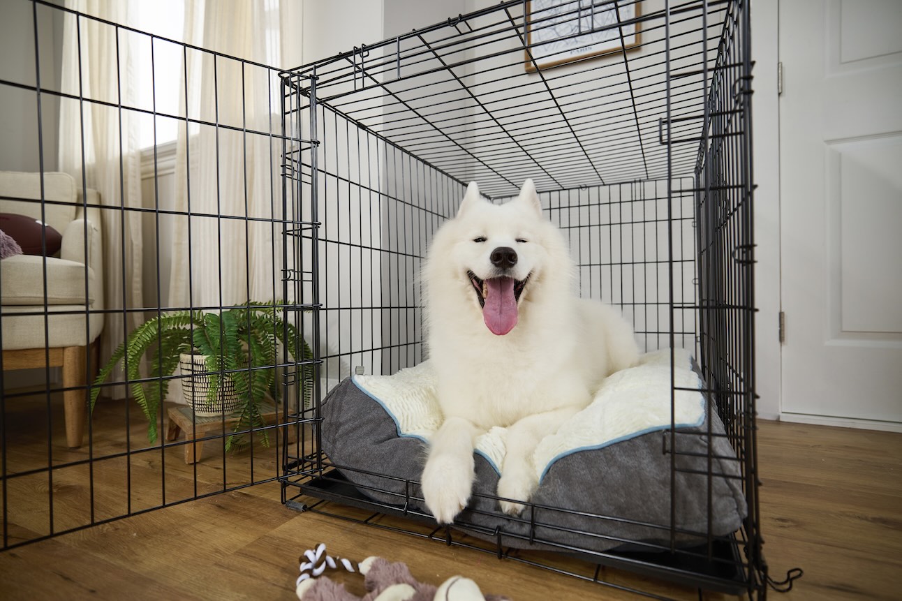 A Samoyed, a medium-sized dog, lying in a wire crate