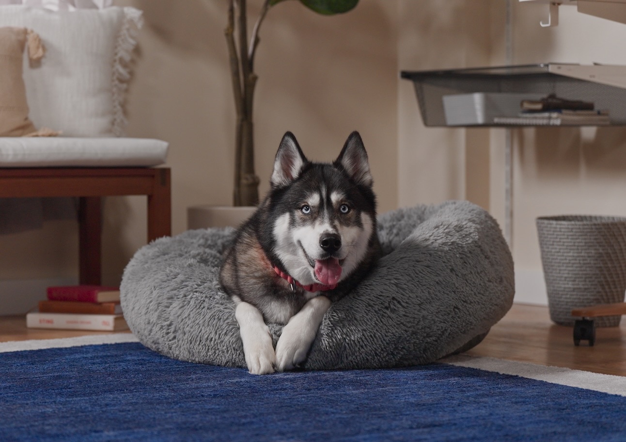 A Siberian Husky, a medium-sized dog, lying in a big gray dog bed