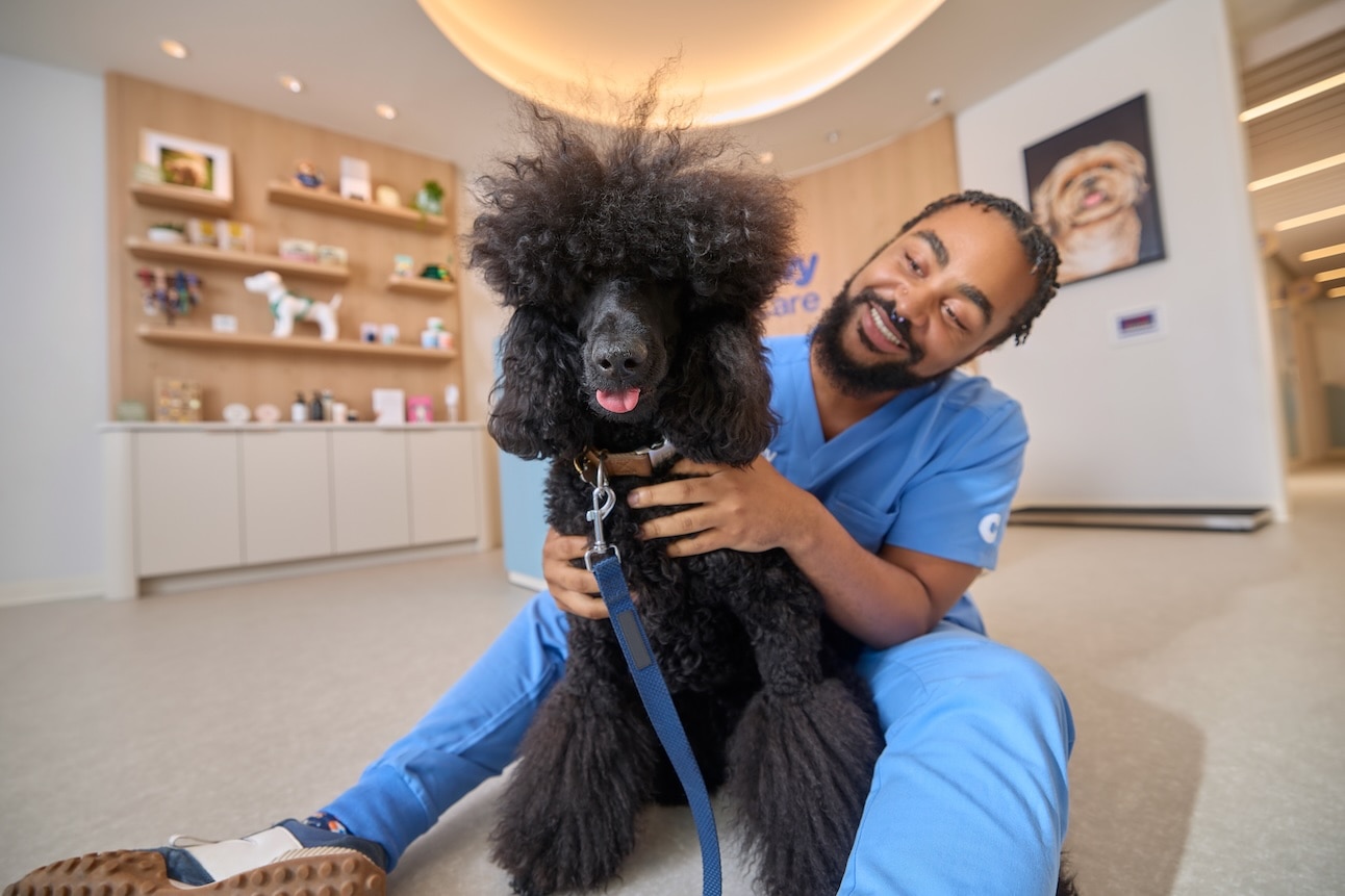 A man sitting on the ground behind a black Standard Poodle, which is a medium-sized dog