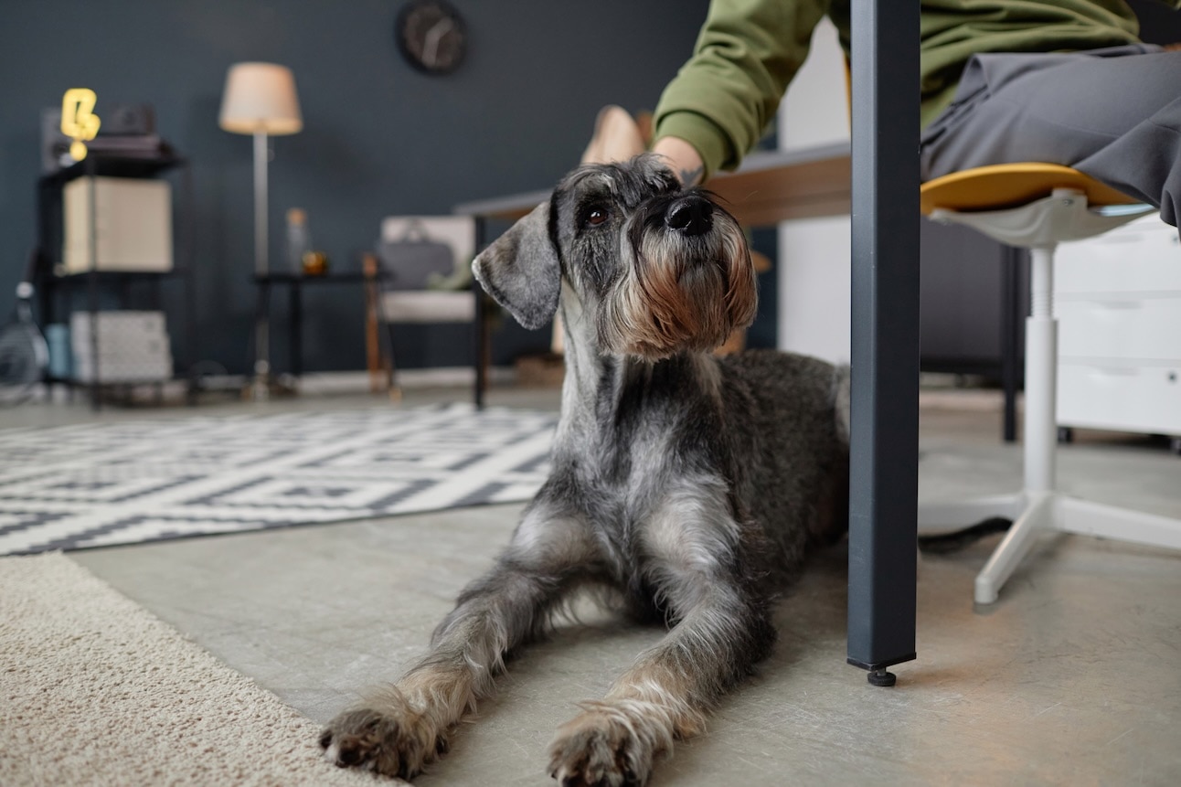 A Standard Schnauzer, a medium dog breed, lying on the floor beside their pet parent's desk