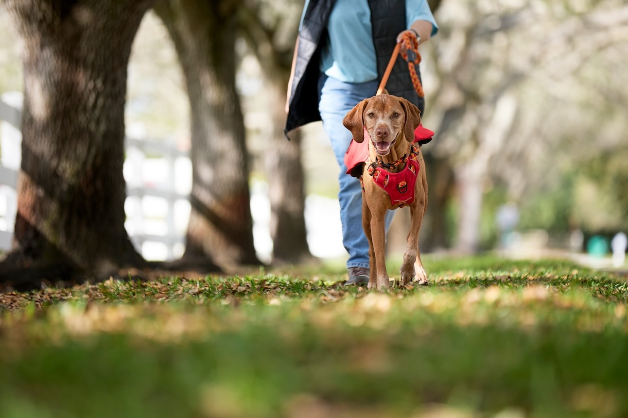 A senior Vizsla, a medium sized dog, on a walk through the park