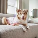 20 Medium-Sized Dogs Just Right for Your Home