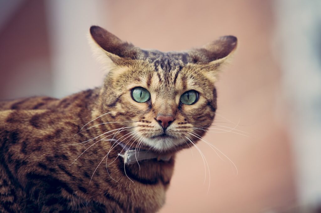 A brown tabby cat with airplane ears