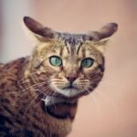 Cat Airplane Ears: What They Mean, and What To Do