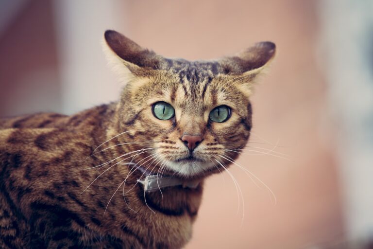A brown tabby cat with airplane ears