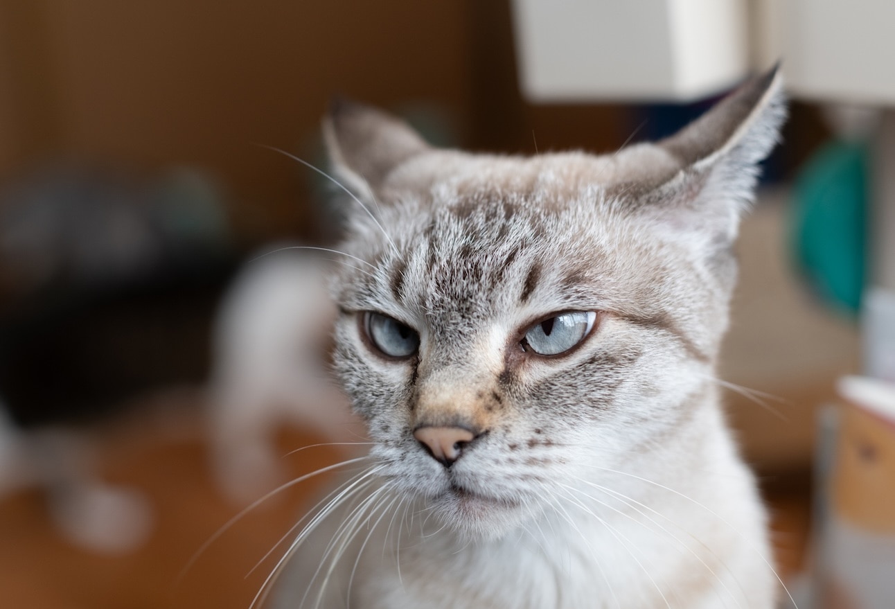 Silver cat with airplane ears
