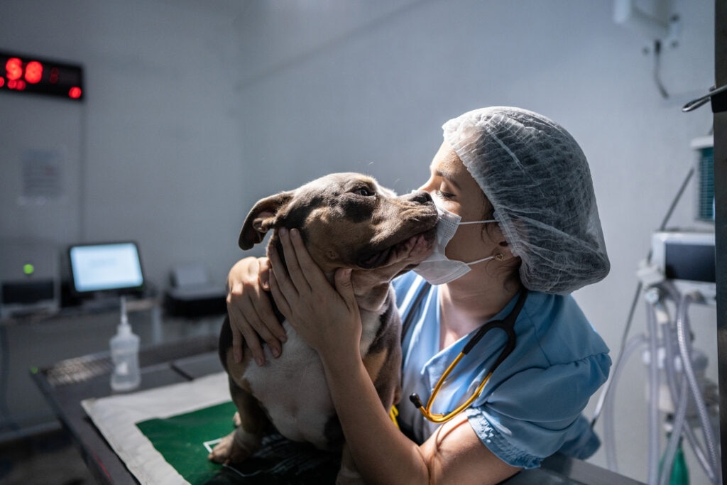 vet examines a dog