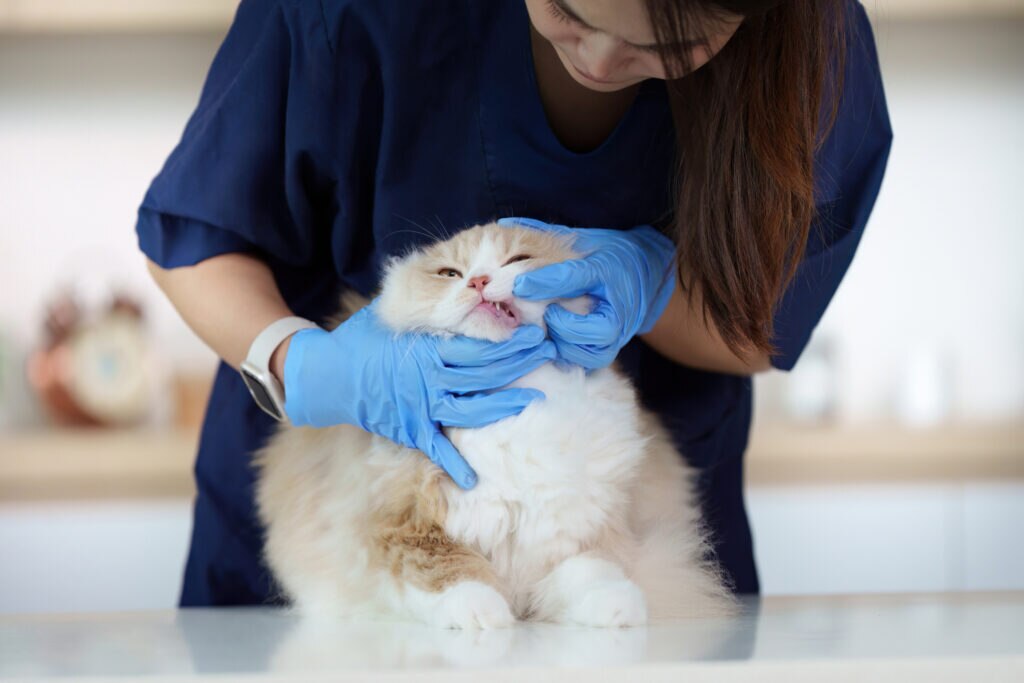 feline tooth resorption; a cat’s teeth is examined by a veterinarian.