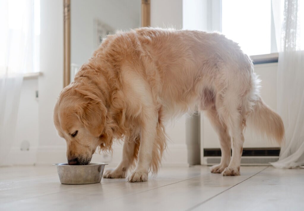best large breed dog food