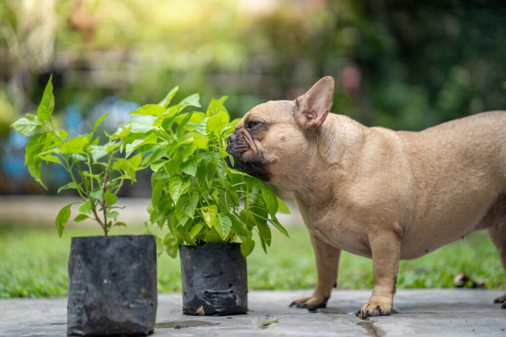things poisonous to dogs; a French Bulldog smells plants.