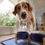 Air-Dried Dog Food: Is It Right for Your Pup?