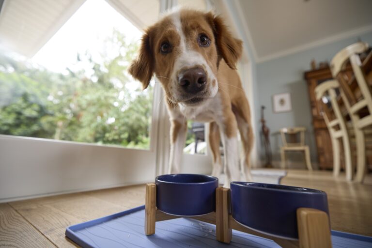 A brown and white dog in front of elevated blue ceramic bowls stares at the camera.